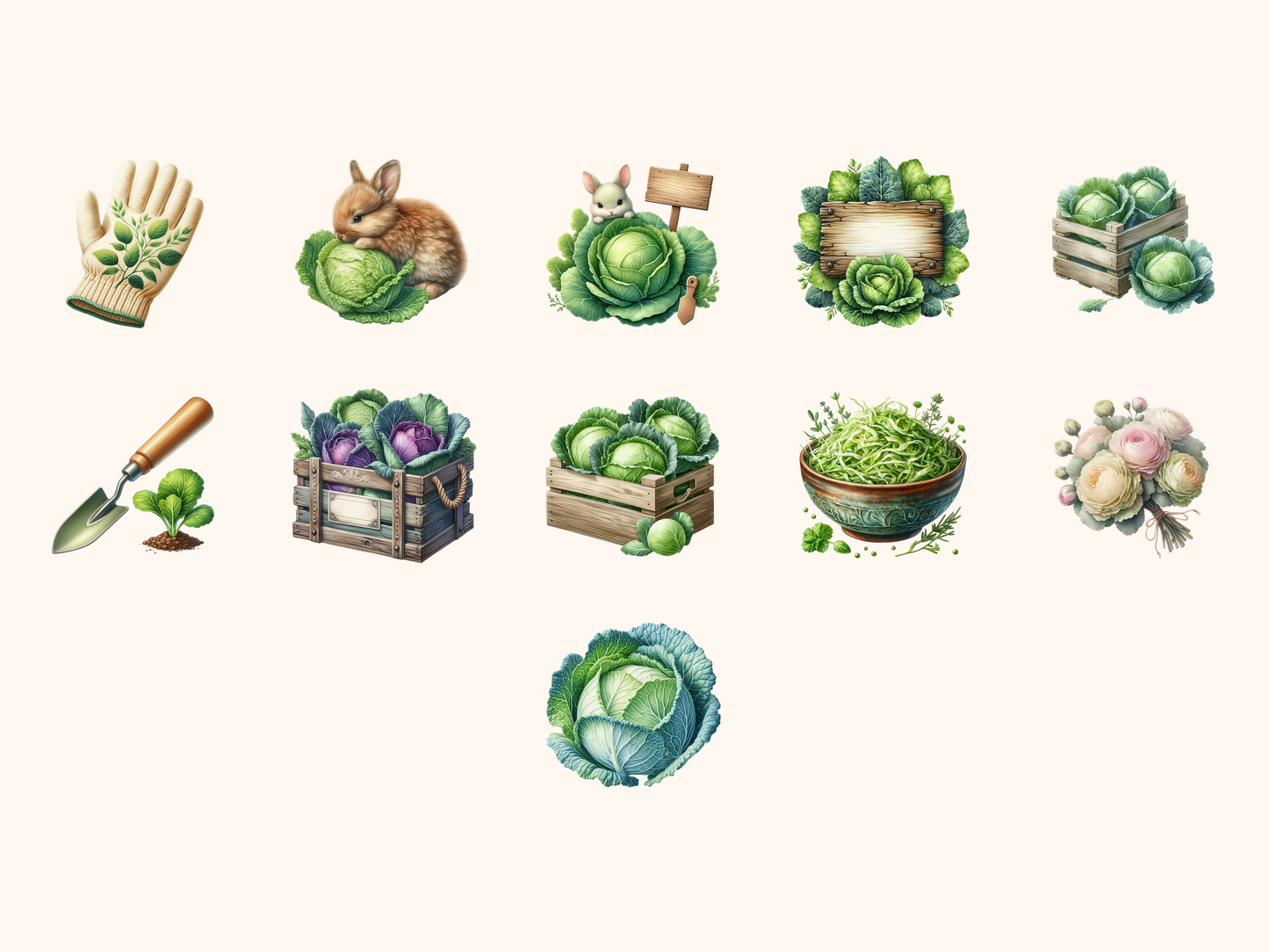 Cabbage Garden Clipart