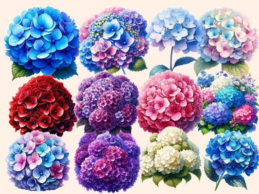 绣球花剪贴画