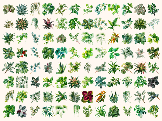 Foliage Watercolor Clipart