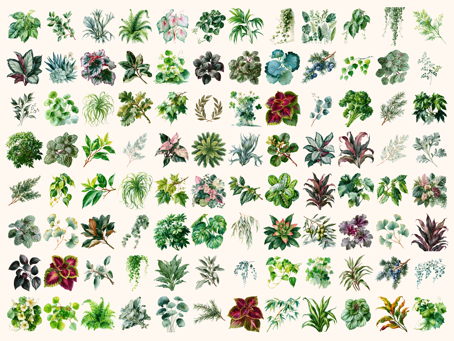 Foliage Watercolor Clipart