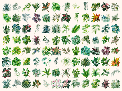 Foliage Watercolor Clipart