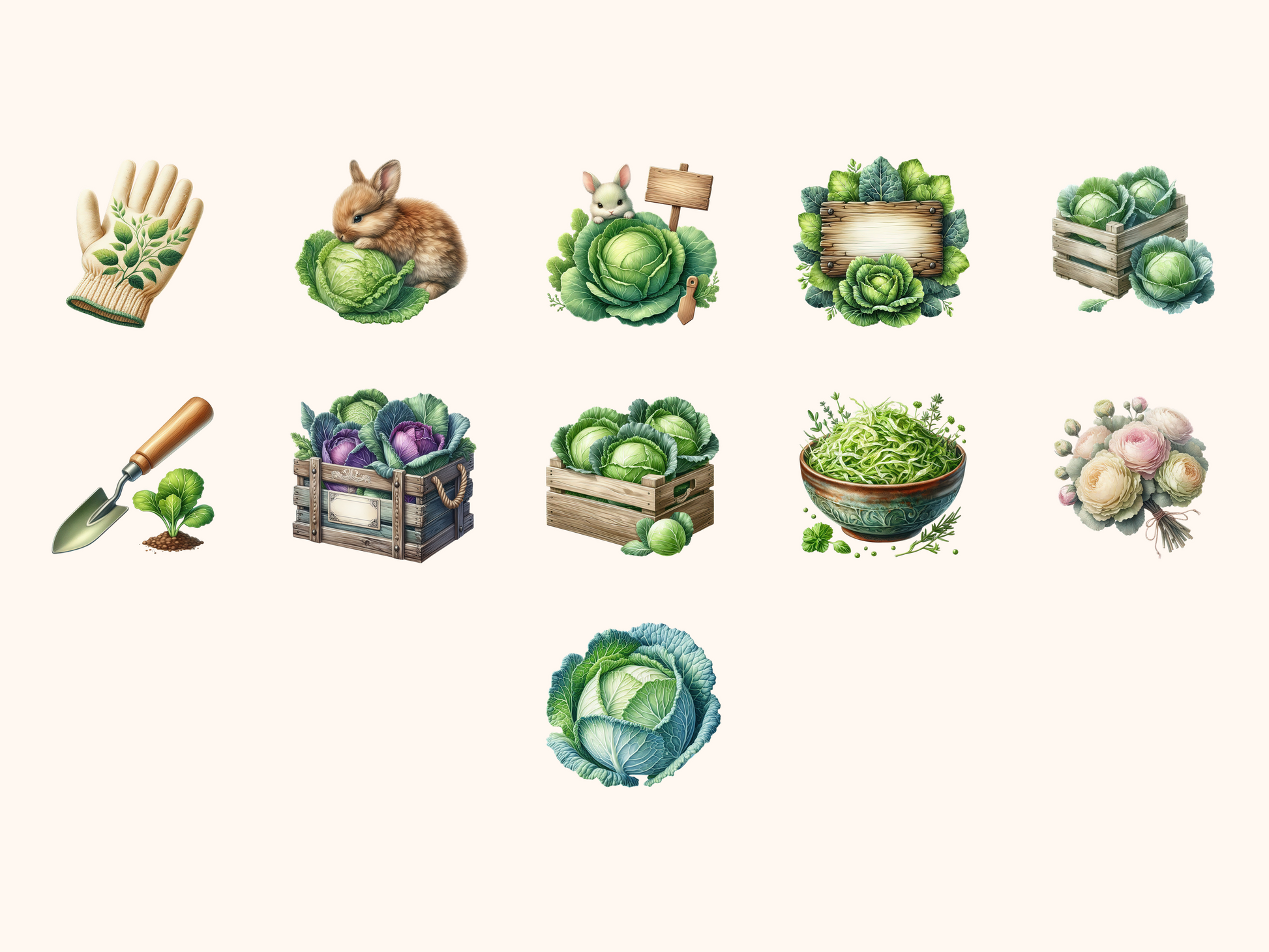 Cabbage Garden Clipart