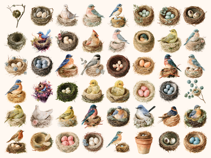 Bird Nests Watercolor Clipart