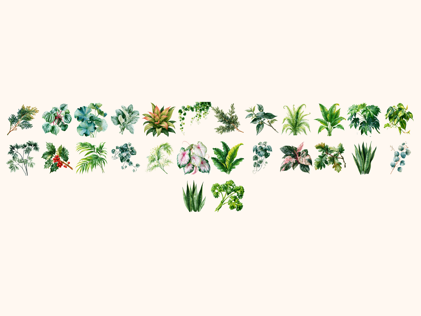 Foliage Watercolor Clipart