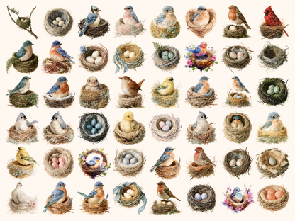 Bird Nests Watercolor Clipart