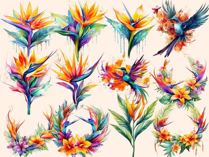 Bird of Paradise Watercolor Clipart bird of paradise art - Wonders Artist