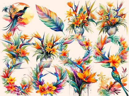 Bird of Paradise Watercolor Clipart bird of paradise art - Wonders Artist