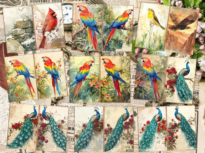 Bird's Grace Journal Pages (P5) Bird Ephemera - Wonders Artist