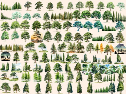 Cypress Trees Watercolor Clipart cypress clipart - Wonders Artist