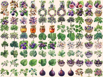 Figs Watercolor Clipart Autumn Fruit Art - Wonders Artist