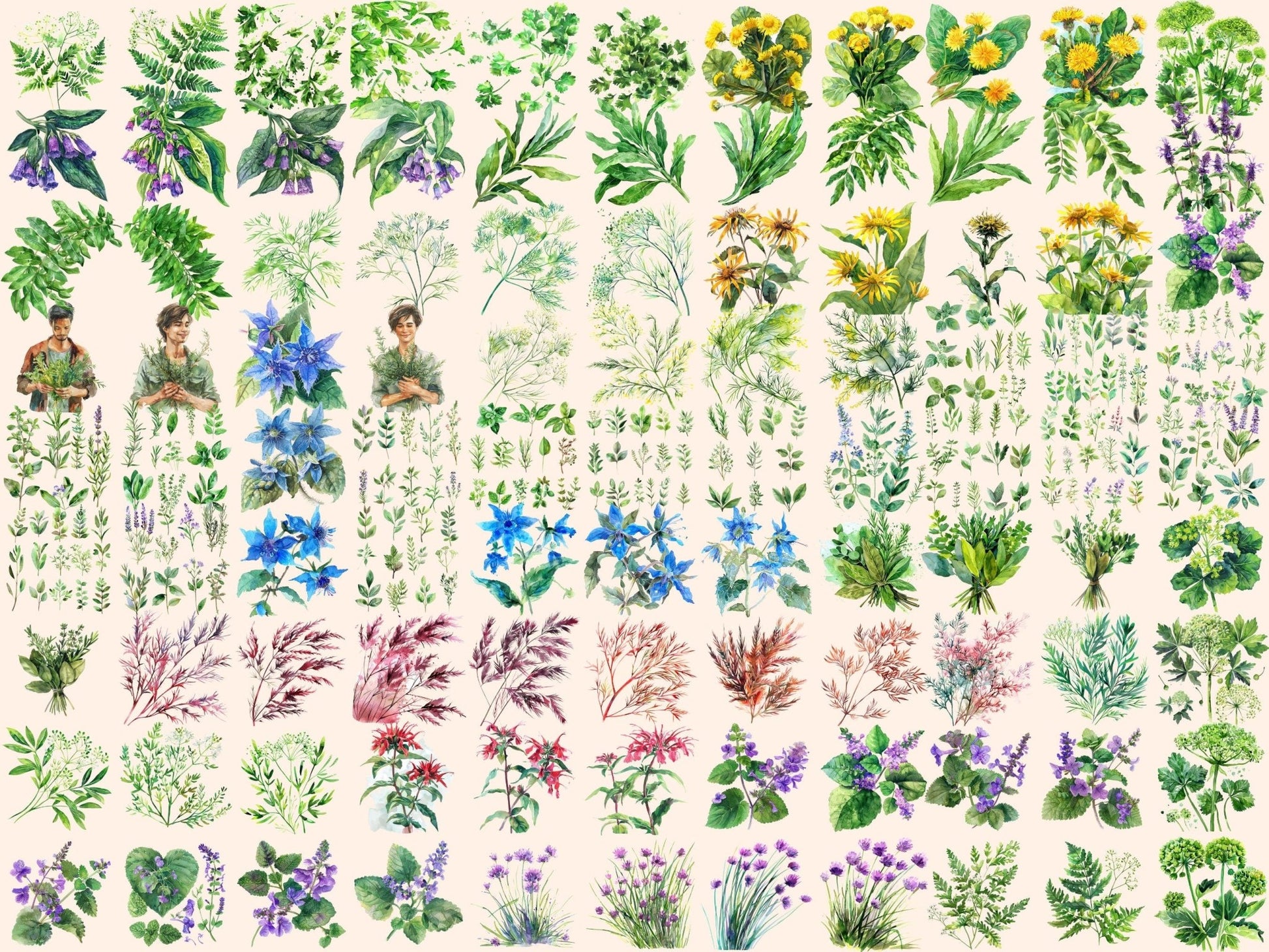 Herbs Watercolor Clipart - High - Quality Instant Digital Download for Creative Projects