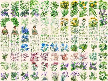 Herbs Watercolor Clipart cute herb pics - Wonders Artist