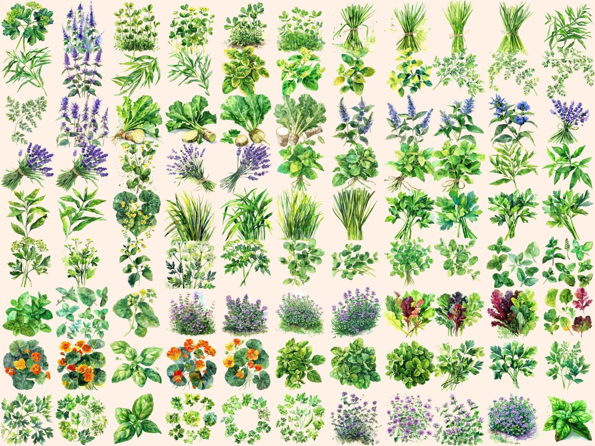 Herbs Watercolor Clipart - High - Quality Instant Digital Download for Creative Projects