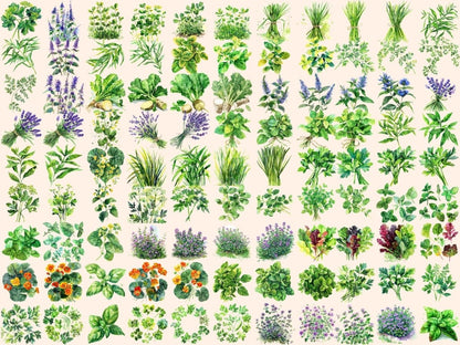 Herbs Watercolor Clipart cute herb pics - Wonders Artist