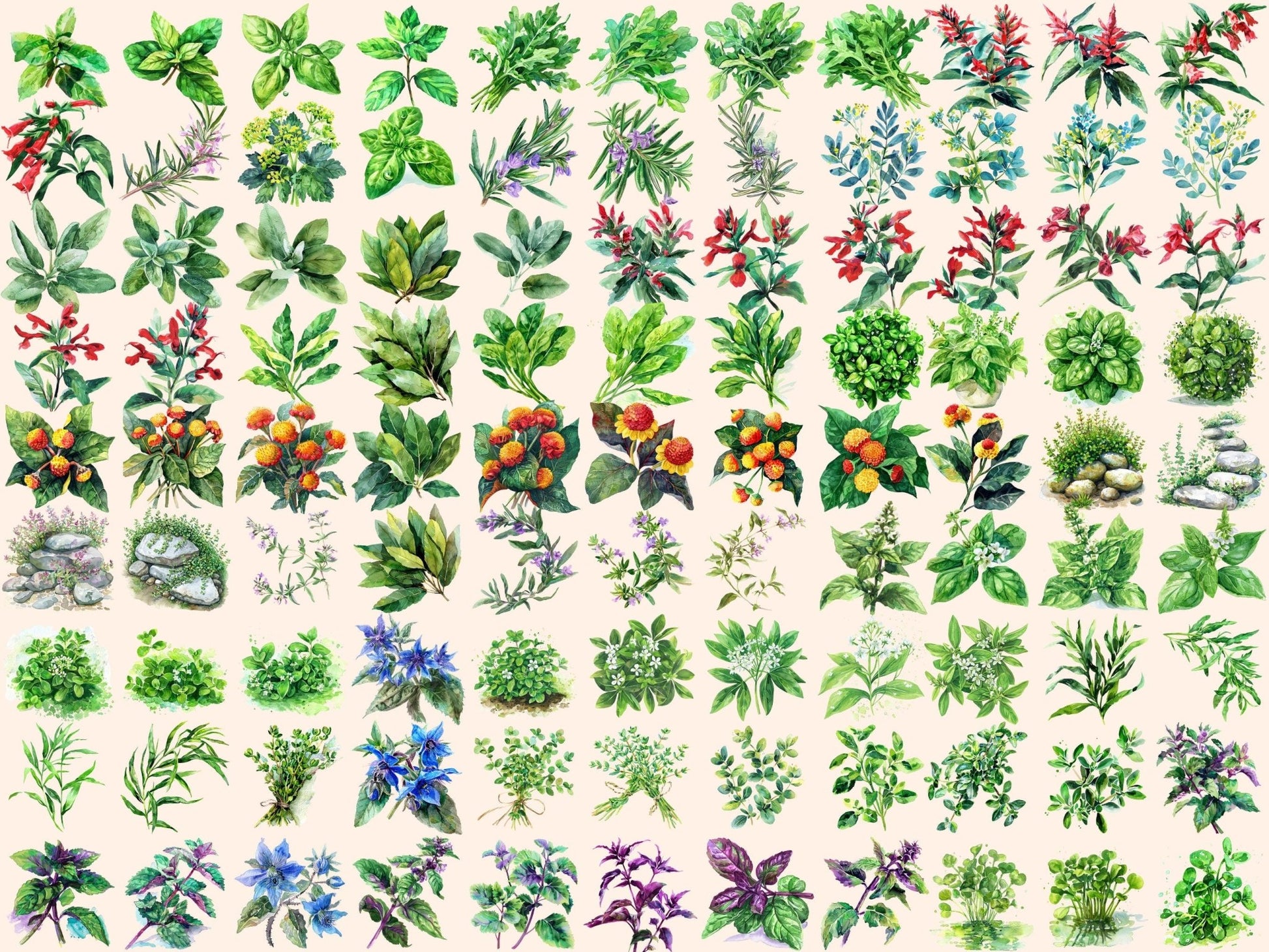 Herbs Watercolor Clipart - High - Quality Instant Digital Download for Creative Projects