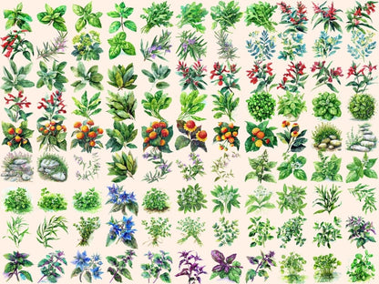 Herbs Watercolor Clipart cute herb pics - Wonders Artist