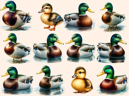 Mallard Ducks Clipart Cute duck art - Wonders Artist