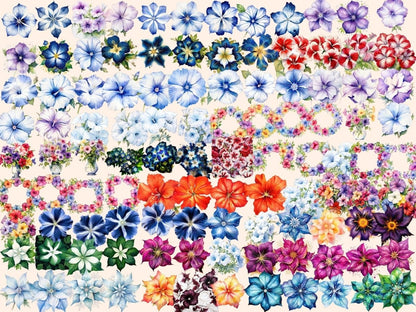 Multicolor Petunia Watercolor Clipart beautiful flower png - Wonders Artist