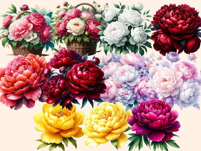 Peonies (P2) Clipart blooming peony clip - Wonders Artist