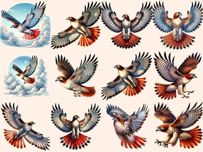 Red - Tailed Hawk Clipart bird design - Wonders Artist