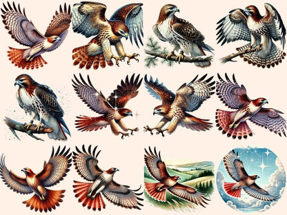 Red - Tailed Hawk Clipart bird design - Wonders Artist