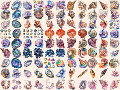 Seashells Watercolor Clipart beach clipart - Wonders Artist