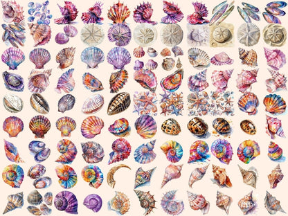 Seashells Watercolor Clipart beach clipart - Wonders Artist