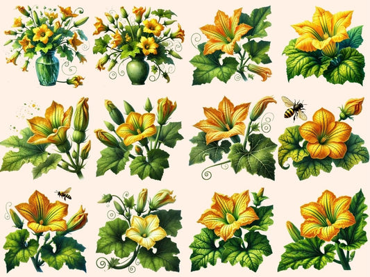 スカッシュの花のクリップアート