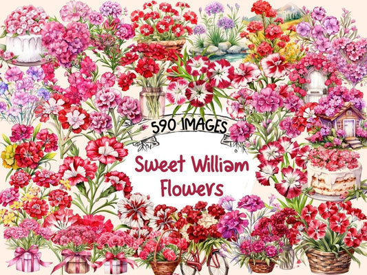 Sweet William Flowers Watercolor Clipart floral clipart - Wonders Artist