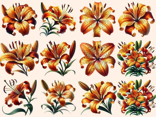 Clipart di Gigli Tigre