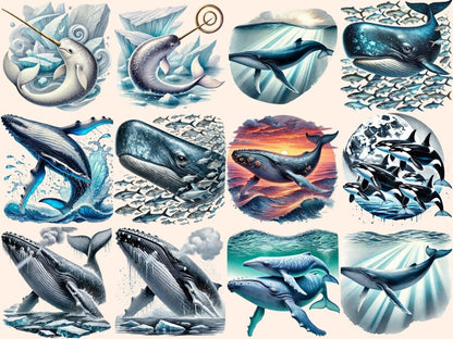Whales Clipart Aquatic Animal Art - Wonders Artist